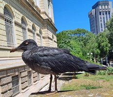 Черната чайка, която се появи във Варна.

СНИМКА: ФЕЙСБУК НА 
НИКОЛАЙ ТАНЧЕВ