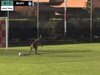 Кенгуру прекъсна футболен мач, поиска да играе (Видео)