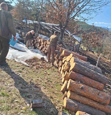 Незаконно добита дървесина беше установена в стопанство в село Крибул.