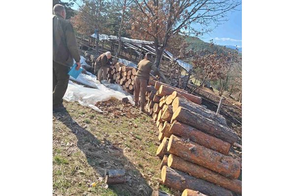 Незаконно добита дървесина беше установена в стопанство в село Крибул.