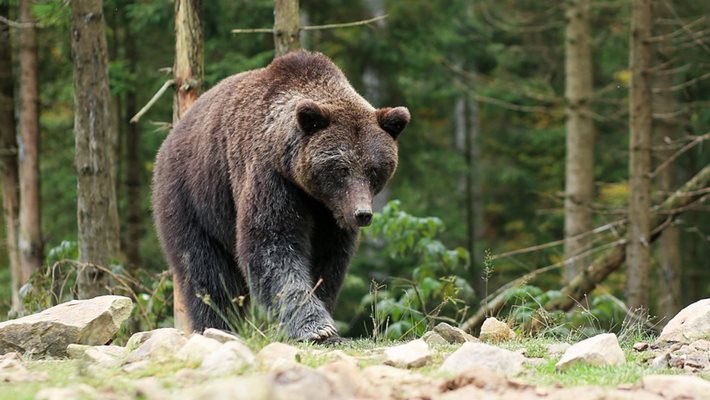 УЖАС! Лакома мечка напада на Витоша