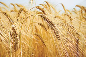 По световните борси пшеницата поскъпва, на Софийската - сделки няма