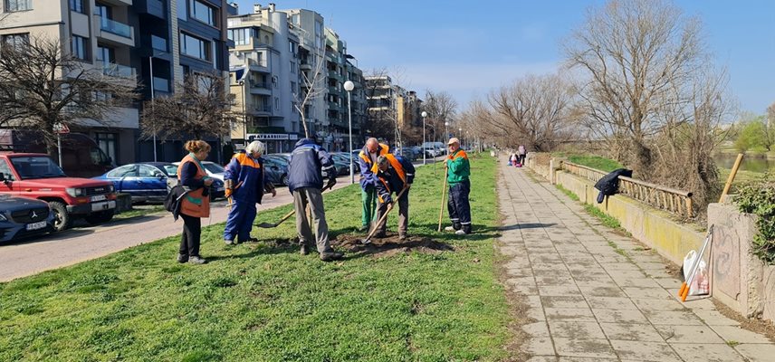 Поредни чинари бяха засадени по южното крайбрежие на Марица в Пловдив.