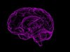 Невробиолози: Човешкият мозък непрекъснато се обновява