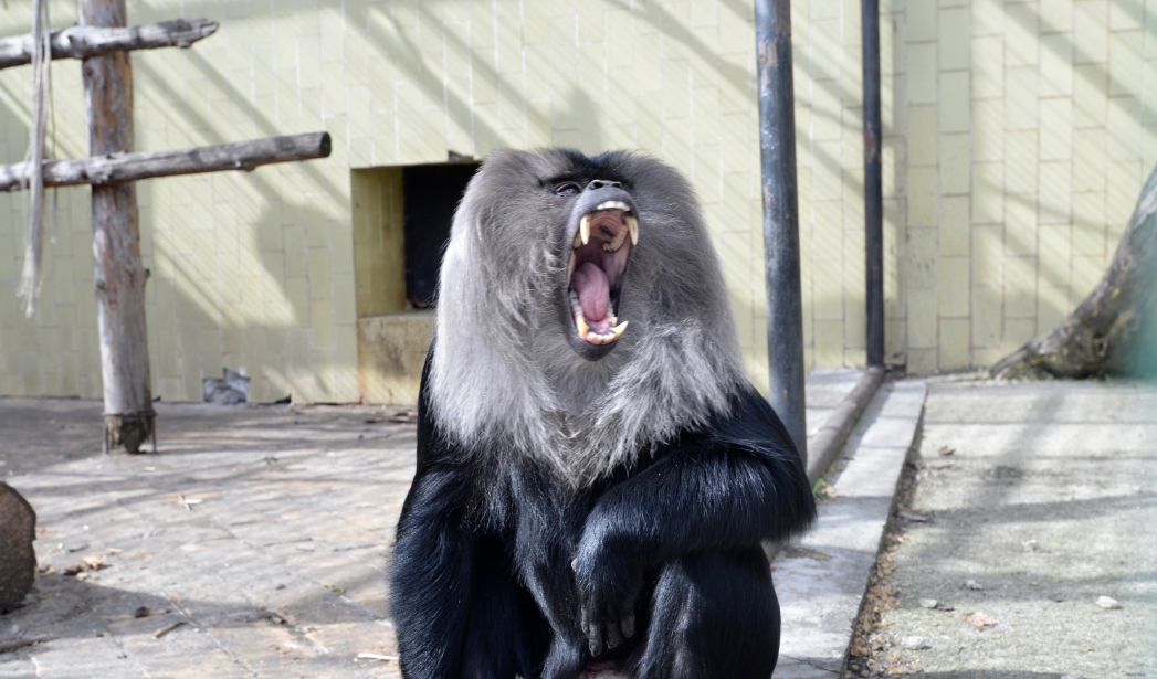 Проучване: Стресът при приматите намалява, когато са пуснати на свобода