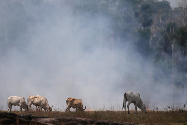 Крави пасат на новоосвободената от дървета земя в амазонската гора на Бразилия. Правителството на страната толерира фермерите да унищожават джунглата.