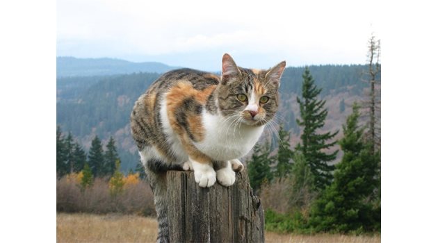 УЧАСТ: Изгонени като Сиси са хиляди беззащитни котки.