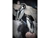 Лесбийска двойка пингвини отглежда пингвинче в новозеландски аквариум