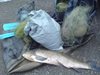 Задържаха трима мъже за бракониерство 
в язовир "Александрово"