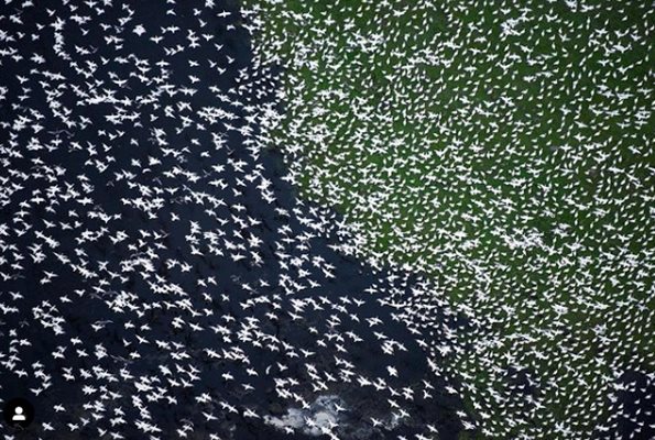 Миграция на снежни гъски