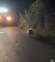 Заснеха още едно мече да тича на пътя край Девин (Видео)
