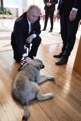 Путин гали шарпланинската овчарка, която му подари Вучич.