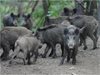 Продават нелегално диви свине в интернет