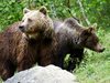 Румънският министър на околната 
среда подписа заповед за убиване
на 140 мечки
