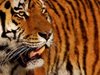 Дива тигрица потърси помощ от хората заради проблеми със зъбите (Видео)