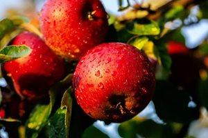 Расте производството на биологични ябълки, круши и череши в САЩ