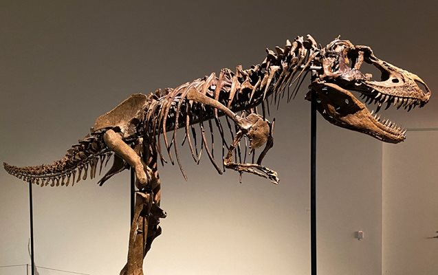 Скелет на динозавър на 76 милиона години ще бъде продаден на търг в Ню Йорк