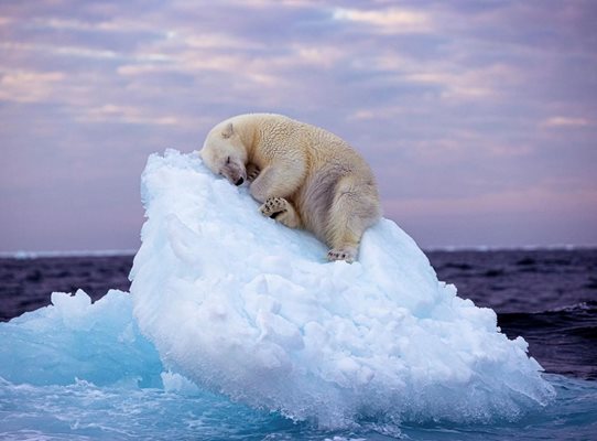 Снимка на полярна мечка, заспала върху айсберг, спечели награда
СНИМКА: инстаграм/nsarikhani