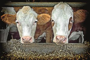 Болестите при кравите са от неправилно хранене и отглеждане