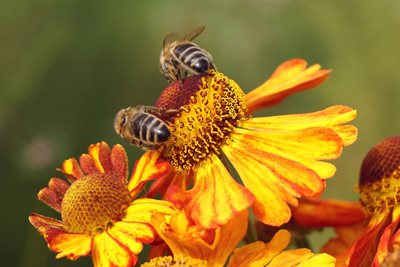 От пчелите са зависими 90 на сто от цветята и плодните дървета.
 СНИМКА: Пиксабей