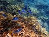 Учени тестваха противослънчева защита за 
Големия бариерен риф
