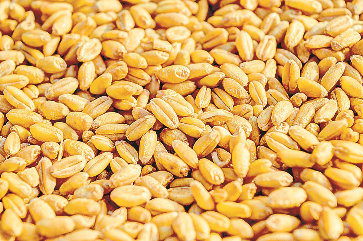 Неизвестни откраднаха 2 тона пшеница в добричко село