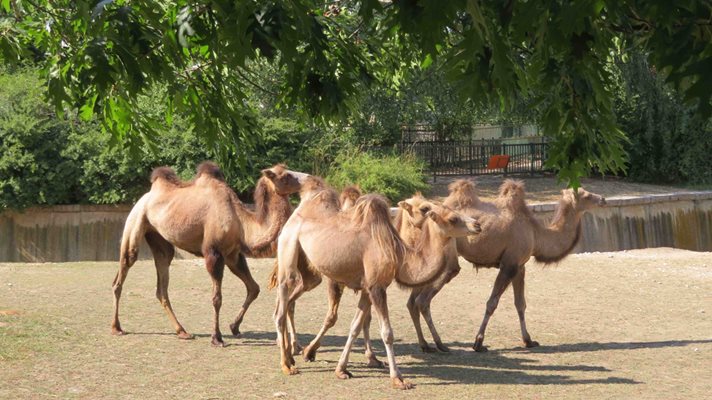 Двугърбите камили вече са в София