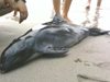Летовници опитаха сами да спасят делфинче в Ахтопол, не успяха