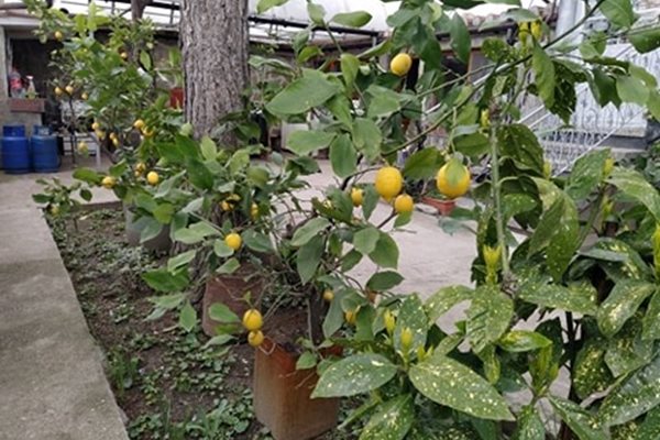 Още напролет Таня реди лимоните по двора и бере плодове.