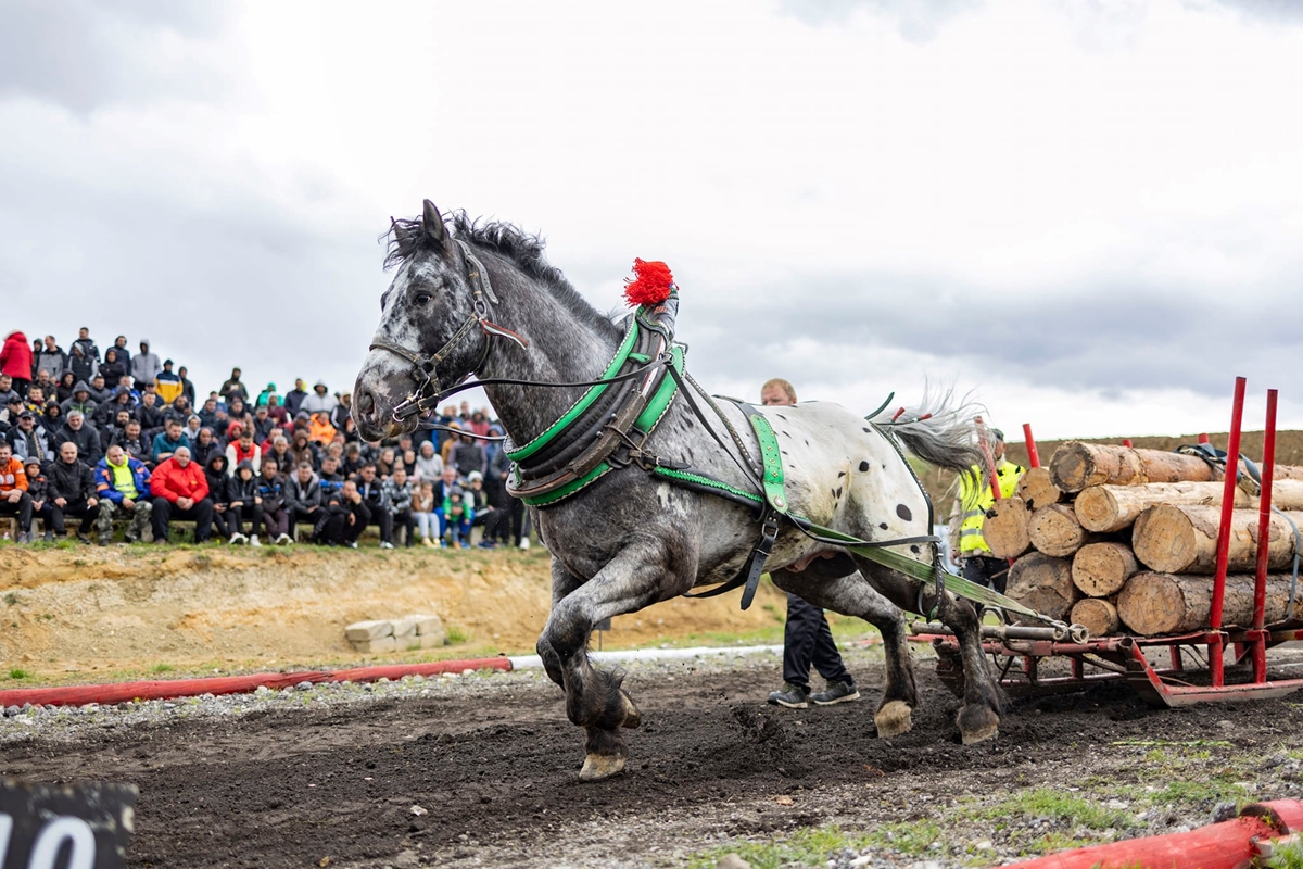 38 силни животни от България мериха сили на шампионата на тежковозните коне в Разлог