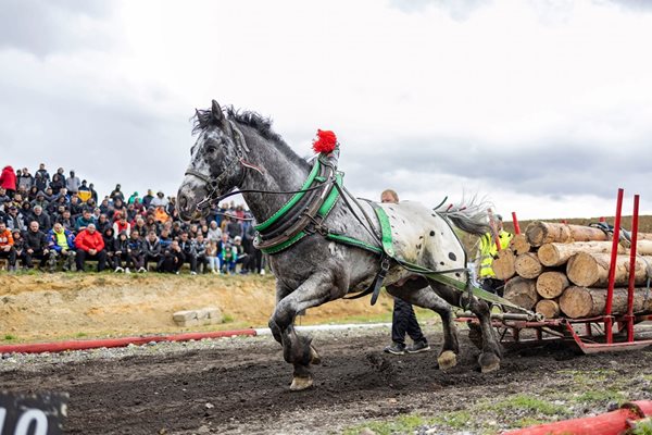 38 силни коне от България мериха сили на шампионата на тежковозните коне в Разлог.