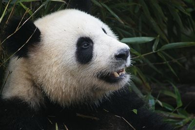 Откриха нов вид панда, обитавала България преди около 6 млн. години