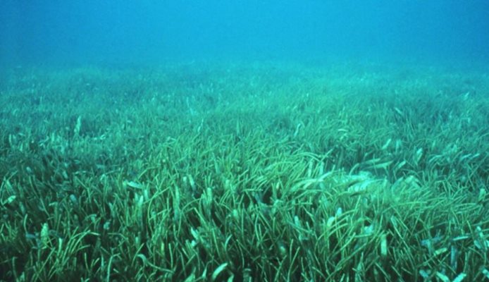 Морската трева се използва и в медицината