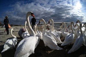 Вижте красивите скандинавски лебеди, които зимуват във Варненския залив (Галерия)