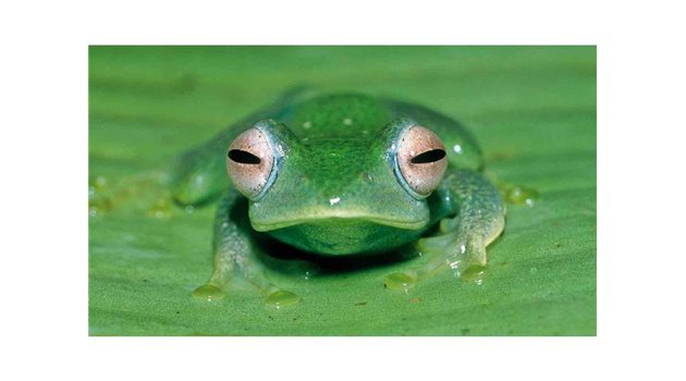 През 2010 г. проучване върху жаби показва въздействието на земетресенията върху животните. Снимка Архив