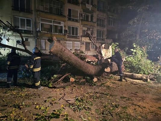 Части от изрязаното дърво.