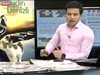 Котка в студиото на турска телевизия (Видео)