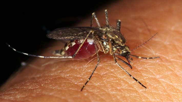 Как да се спасим от комарите?