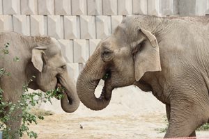 Слониците Луиза и Фрося за първи път пред посетителите на столичния зоопарк (Видео)