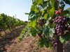 Производители на грозде ще блокират пътя за Слънчев бряг днес