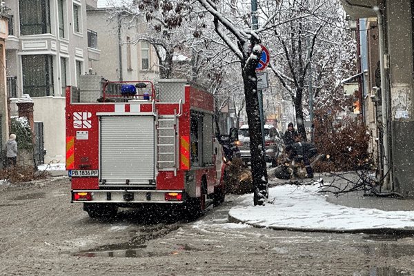 Дърво се стовари в центъра на Пловдив (Снимки)