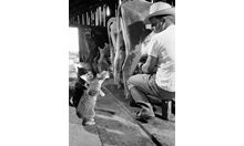 Брауни получава мляко, докато Блеки чака своя ред - 1954