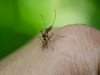 Гръцките власти предупреждават за повишен риск от малария