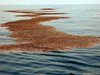 Трикилометрово нефтено петно замърси Дунав край Козлодуй