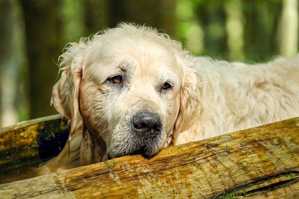 Бездомни кучета с рани по телата тревожат жителите на Свиленград