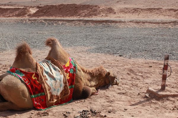 Огнената планина - дори и камилата е забола нос в пясъка в очакване на вечерен хлад.