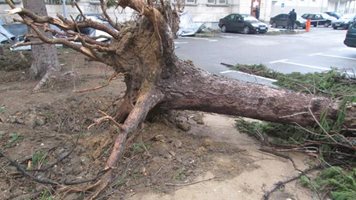 27 сигнала за паднали дървета и клони в Пазарджишко