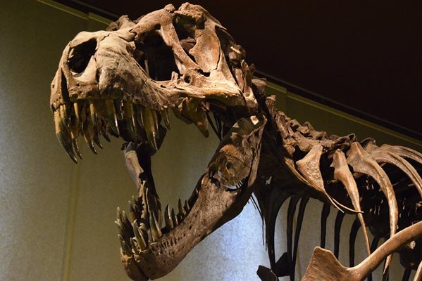Учени: Тиранозавър рекс е имал устни