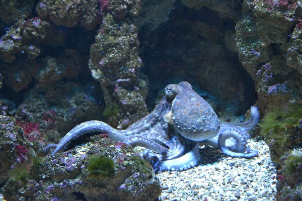 Учени откриха нов гигантски октопод