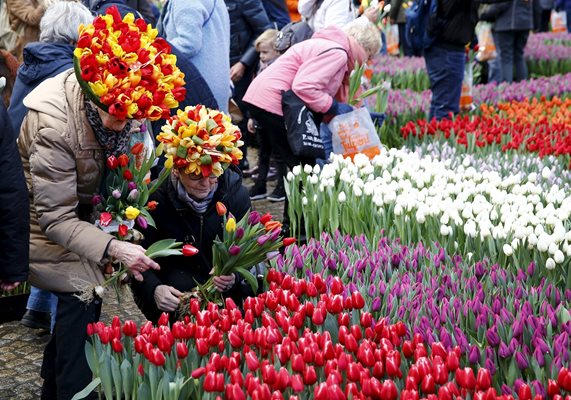 Стотици туристи се стичат към Нидерландия заради лалетата, станали национален символ на страната.